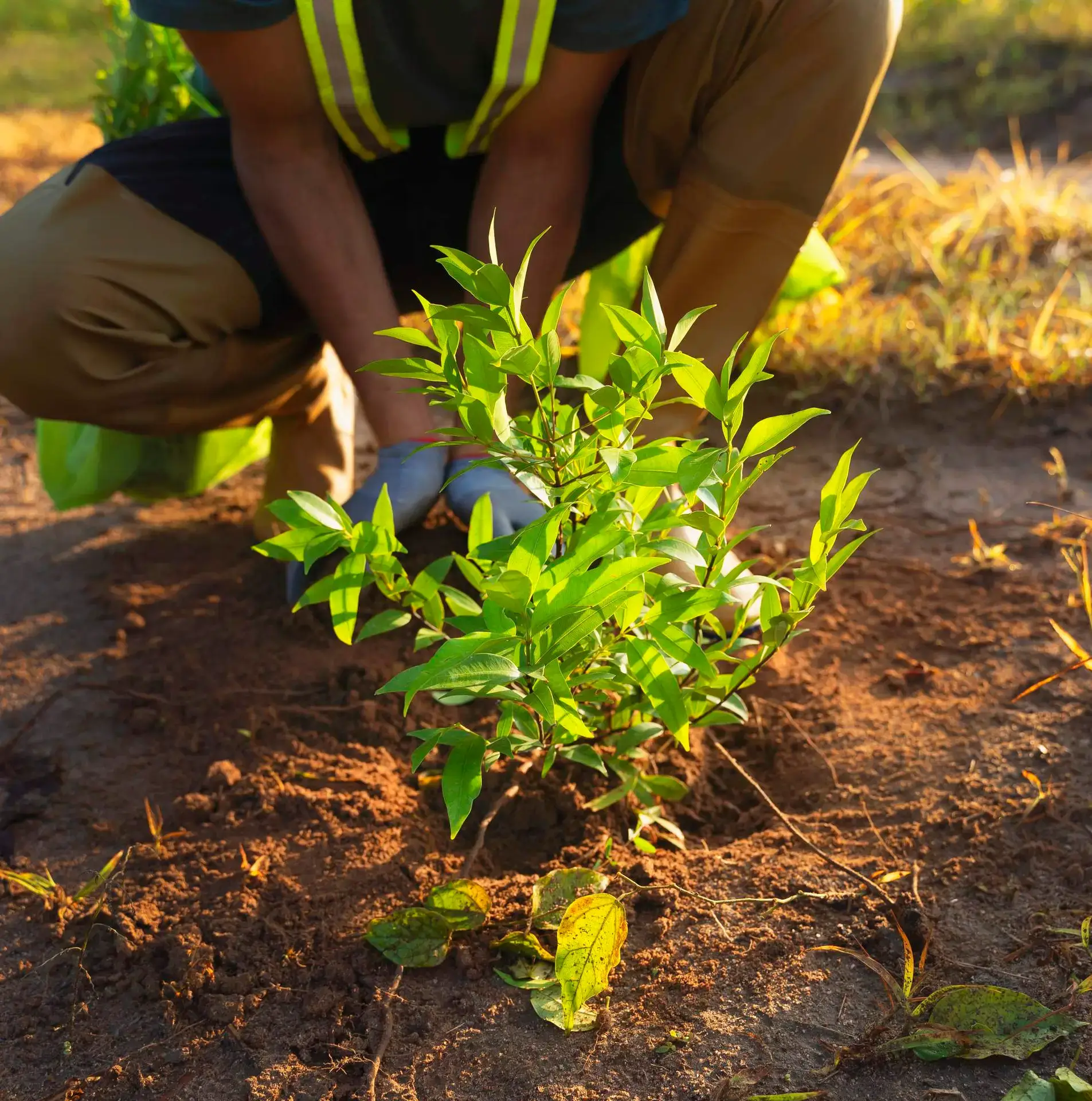 Professional tree and shrub planting
